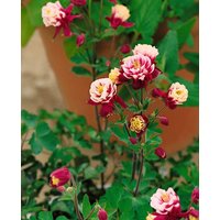 Stauden - Aquilegia vulgaris Winky Double Red- White