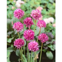Kategorie <b>Stauden </b> - Armeria maritima Nifty Thrifty