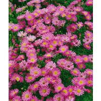 Kategorie <b>Stauden </b> - Aster dumosus Granat
