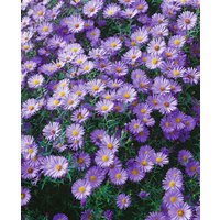 Stauden - Aster dumosus Indigo