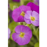 Kategorie <b>Stauden </b> - Aubrieta gracilis Florado Rose Red