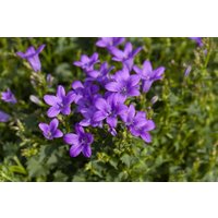Stauden - Campanula portenschlagiana Clockwise Deep Blue