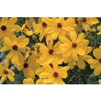 Kategorie <b>Stauden </b> - Coreopsis verticillata Imperial Sun