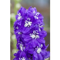 Kategorie <b>Stauden </b> - Delphinium elatum LTD Delphina Dark Blue White Bee