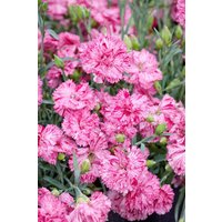 Kategorie <b>Stauden </b> - Dianthus- Hybride Devon Pinball Wizard