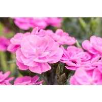 Kategorie <b>Stauden </b> - Dianthus- Hybride Peman Violet