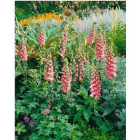 Kategorie <b>Stauden </b> - Digitalis mertonensis Summer King