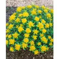 Kategorie <b>Stauden </b> - Euphorbia polychroma Senior