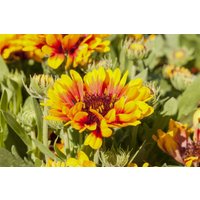 Stauden - Gaillardia aristata Spin Top Red Starburst