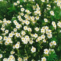 Kategorie <b>Stauden </b> - Helianthemum- Hybride The Bride