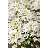 Kategorie <b>Stauden </b> - Iberis sempervirens Snowdrift