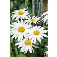 Kategorie <b>Stauden </b> - Leucanthemum x superbum Snow Cap