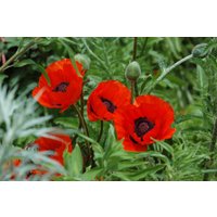 Kategorie <b>Stauden </b> - Papaver orientale 'Beauty of Livermere'