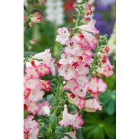 Kategorie <b>Stauden </b> - Penstemon hartwegii Arabesque F 1 Pink