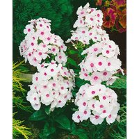 Kategorie <b>Stauden </b> - Phlox paniculata Adessa Pink Star