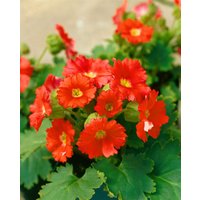 Stauden - Primula veris Orange with Yellow
