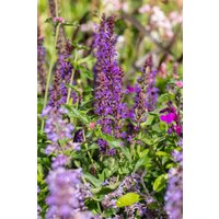 Stauden - Salvia nemorosa Blue Bouquetta