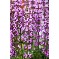 Kategorie <b>Stauden </b> - Salvia x superba Merleau Rose Compact