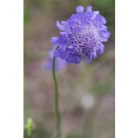 Kategorie <b>Stauden </b> - Scabiosa columbaria Mariposa Blue