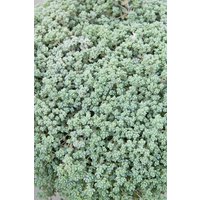 Kategorie <b>Stauden </b> - Sedum dasyphyllum