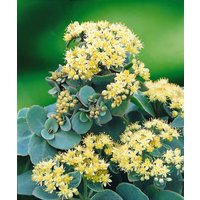 Kategorie <b>Stauden </b> - Sedum telephium Seduction Green- Yellow