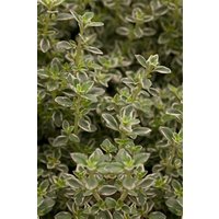 Kategorie <b>Stauden </b> - Thymus pulegioides Foxley