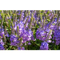 Stauden - Veronica teucrium Lapislazuli