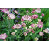 Kategorie <b>Stauden </b> - Astrantia major Florence
