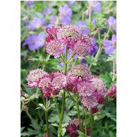 Kategorie <b>Stauden </b> - Astrantia major Star of Beauty