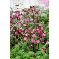 Kategorie <b>Stauden </b> - Astrantia major Star of Passion