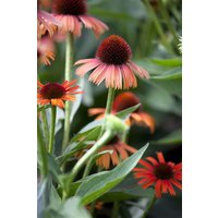 Stauden - Echinacea purpurea Classic Orange