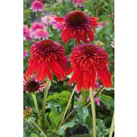 Stauden - Echinacea purpurea Eccentric