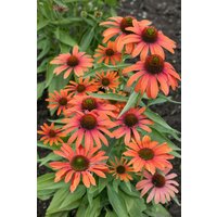 Stauden - Echinacea purpurea Julia
