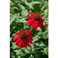Stauden - Echinacea purpurea Sombrero Salsa Red