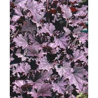 Stauden - Heuchera micrantha Blackberry Jam