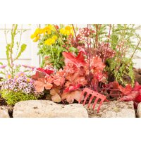 Kategorie <b>Stauden </b> - Heuchera x cultorum Indian Summer Cranberry