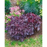 Kategorie <b>Stauden </b> - Heuchera micrantha Forever Purple