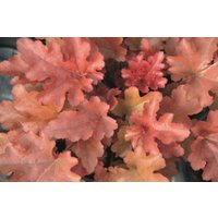 Stauden - Heuchera micrantha Red Fury