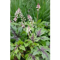 Kategorie <b>Stauden </b> - Tiarella cordifolia Sugar and Spice