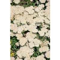 Kategorie <b>Stauden </b> - Achillea millefolium Desert Eve Cream 2 Liter Container (Wuchs jahreszeitlich)