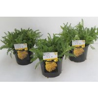 Kategorie <b>Stauden </b> - Achillea millefolium Desert Eve Light Yellow 2 Liter Container (Wuchs jahreszeitlich)