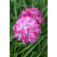 Kategorie <b>Stauden </b> - Armeria maritima Armada Rose 2 Liter Container (Wuchs jahreszeitlich)