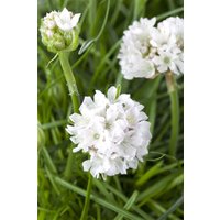 Kategorie <b>Stauden </b> - Armeria maritima Armada White 2 Liter Container (Wuchs jahreszeitlich)
