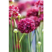 Kategorie <b>Stauden </b> - Armeria pseudarmeria Ballerina Red 2 Liter Container (Wuchs jahreszeitlich)