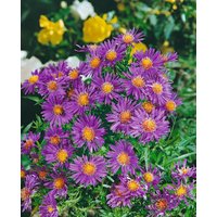 Kategorie <b>Stauden </b> - Aster dumosus Island Samoa 2 Liter Container (Wuchs jahreszeitlich)