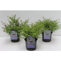 Kategorie <b>Stauden </b> - Aster oblongifolius October Skies 2 Liter Container (Wuchs jahreszeitlich)