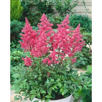 Kategorie <b>Stauden </b> - Astilbe japonica Elisabeth van Veen 2 Liter Container (Wuchs jahreszeitlich)