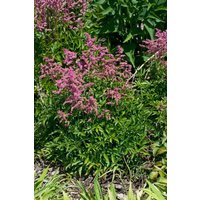 Kategorie <b>Stauden </b> - Astilbe x arendsii Jump and Jive 2 Liter Container (Wuchs jahreszeitlich)