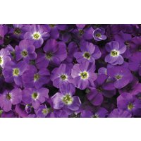 Kategorie <b>Stauden </b> - Aubrieta- Hybride Axcent Violet with Eye 2 Liter Container (Wuchs jahreszeitlich)