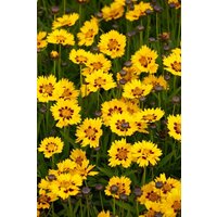 Stauden - Coreopsis lanceolata Sunfire 2 Liter Container (Wuchs jahreszeitlich)